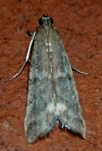 Réf. 289 836 : Ephestia sp.